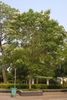 Cornus wilsoniana