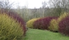 Border of leafless shrubs with either red or green stems.