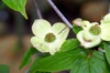 leaves and flowers