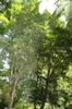 leaves