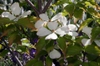 leaves and flowers