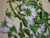 Coronilla varia L. leaves