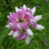 Coronilla_varia flower