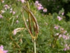 Coronilla varia seed pod