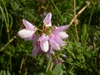 Coronilla varia umble