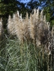 Cortaderia selloana