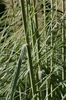 Cortaderia selloana