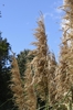 Cortaderia selloana