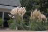 Cortaderia selloana