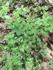 Green leaves in a rosette