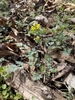 Yellow flowers on a spike over finely dissected compound leaves