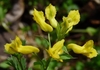 Closeup of yellow tubular flowers