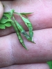 Green tubula capsules