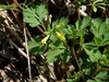 Green compound leaves and yellow flowers