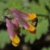 Corydalis sempervirens flower