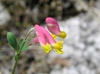 Corydalis sempervirens close up of flower