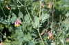 Corydalis sempervirens flower and leaves