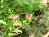 leaves and flowers