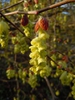 Corylopsis sinensis