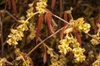 Corylopsis sinensis