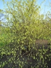 Corylopsis sinensis