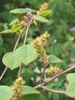 Corylopsis spicata