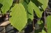 Close up of leaf.