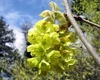 Close up of yellow flowers that appear late winter.