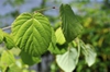leaves