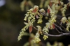 leaves and flowers