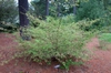 Corylopsis glabrescens form ('Longwood_Chimes')