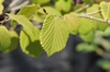 leaves