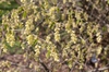 leaves and flowers