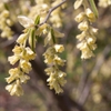 leaves and flowers