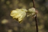 bud