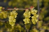 Corylopsis platypetala