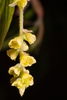 Corylopsis platypetala