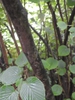 Corylopsis spicata bark