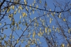 Form
