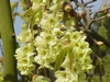 Flowers close up