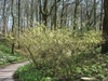 An understory planting in a woodland garden.