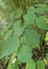 Corylus americana