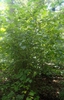 Corylus americana