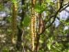 Corylus avellana