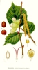 All parts of plant