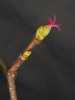 leaves and bud