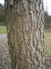 Corylus colurna