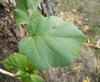 Corylus colurna