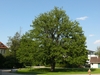Corylus colurna
