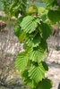 Corylus colurna Leaf